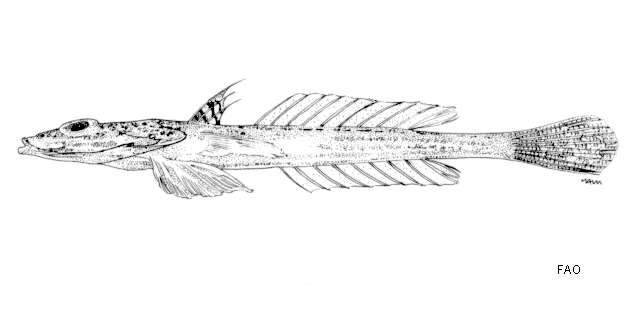 Слика од Callionymus hindsii Richardson 1844