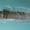 Image of Doublebar goby