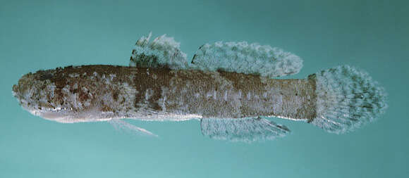 Image of Doublebar goby