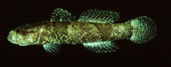 Image of Doublebar goby