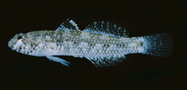 Image of Anomolous goby