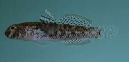 Image of Anomolous goby