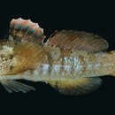 Image of Thinbarred goby