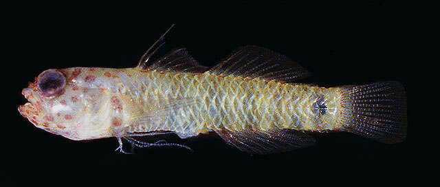 Image of Leopard dwarfgoby