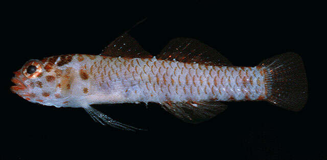 Image of Leopard dwarfgoby