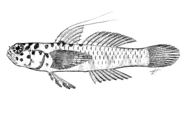 Image of Leopard dwarfgoby