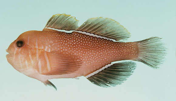 Image of Reticulate goby