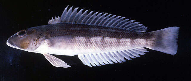 Image of Blue Cod