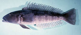 Image of Blue Cod