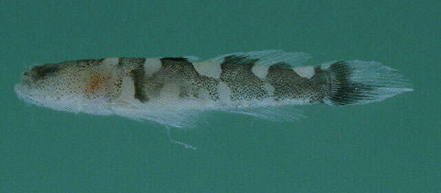 Image of Checkered goby