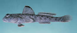 Image of Oxudercidae