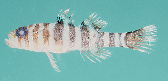 Image of Randall&#39;s goby