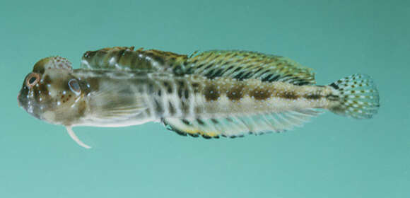 Image of Simony&#39;s blenny