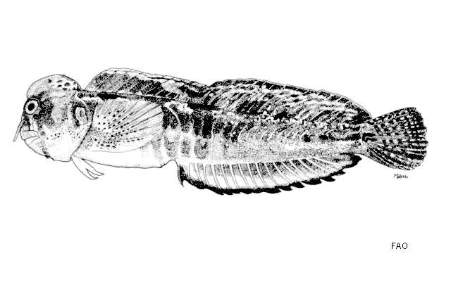 Imagem de Antennablennius simonyi (Steindachner 1902)