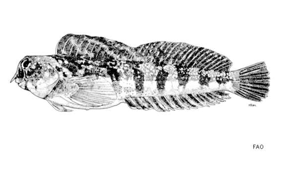 Plancia ëd Antennablennius variopunctatus (Jatzow & Lenz 1898)