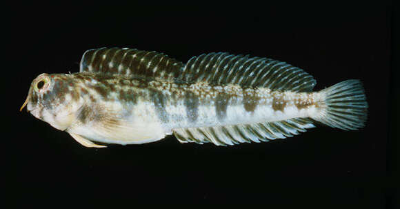 Image of Orangedotted blenny