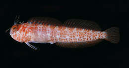 Image of Fringed blenny