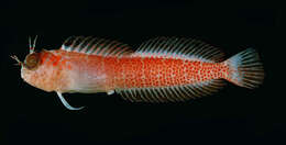 Image of Fringed blenny