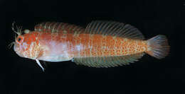 Image of Fringed blenny