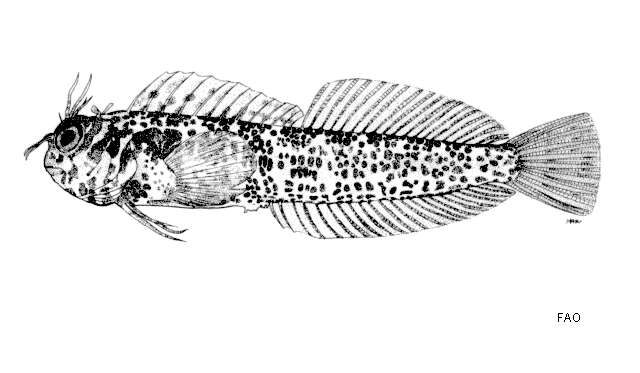 Mimoblennius cirrosus Smith-Vaniz & Springer 1971的圖片