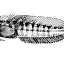 Image of Mekran blenny