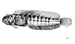 Omobranchus mekranensis (Regan 1905)的圖片