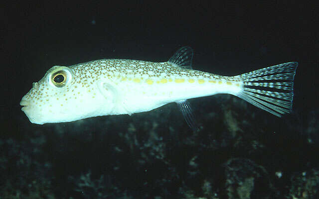 Image of Floral puffer