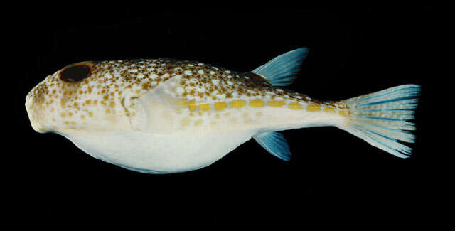 Image of Floral puffer