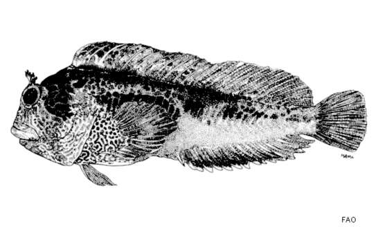 Image of Tasseled Blenny