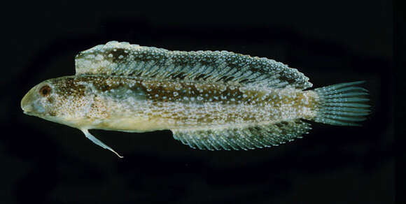 Image of Arabian Fangblenny