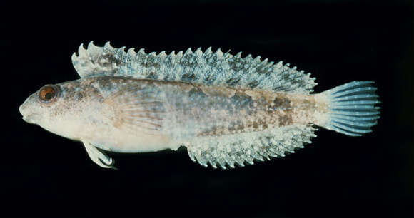 Image of Arabian Fangblenny