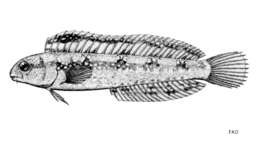Sivun Petroscirtes ancylodon Rüppell 1835 kuva