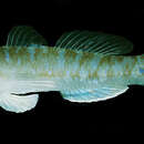 Image of Day&#39;s goby