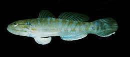 Image of Day&#39;s goby