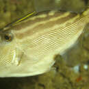 Image of Blackvent filefish