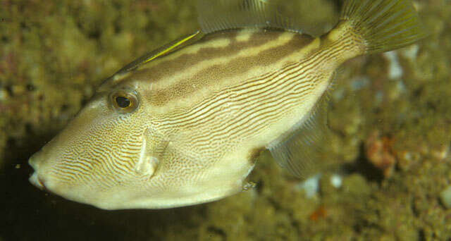 Image of Blackvent filefish