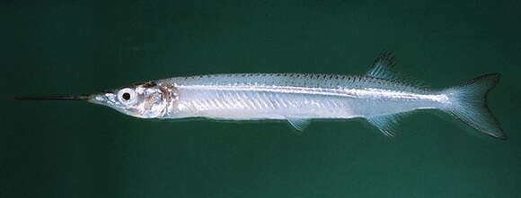 Image of Simpletooth halfbeak