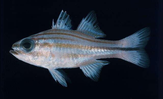 Image of Cardinalfish