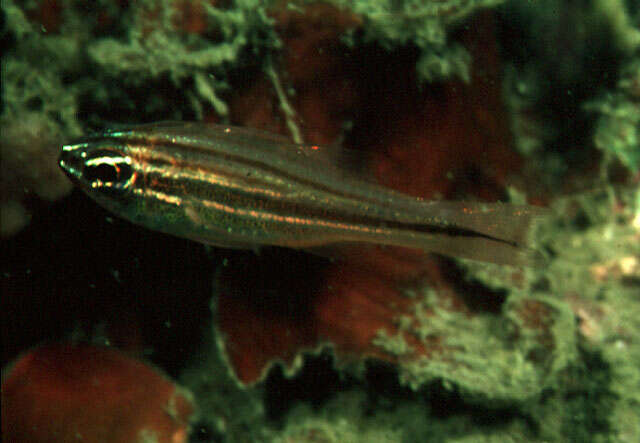 Image of Cardinalfish