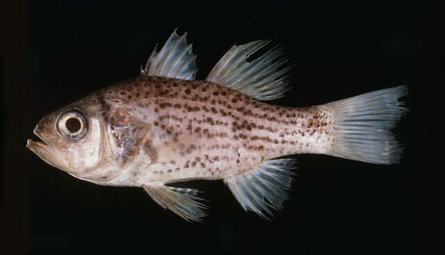 Image of Titan cardinalfish