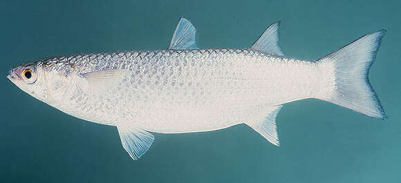 Image of Persian mullet