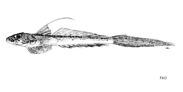 Слика од Callionymus margaretae Regan 1905