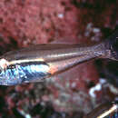 Image of Rhabdamia nigrimentum (Smith 1961)