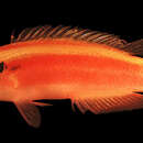 Bodianus sanguineus (Jordan & Evermann 1903) resmi