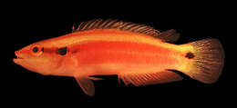 Image of Sunrise wrasse