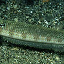 Image of Gold-bar sand-diver