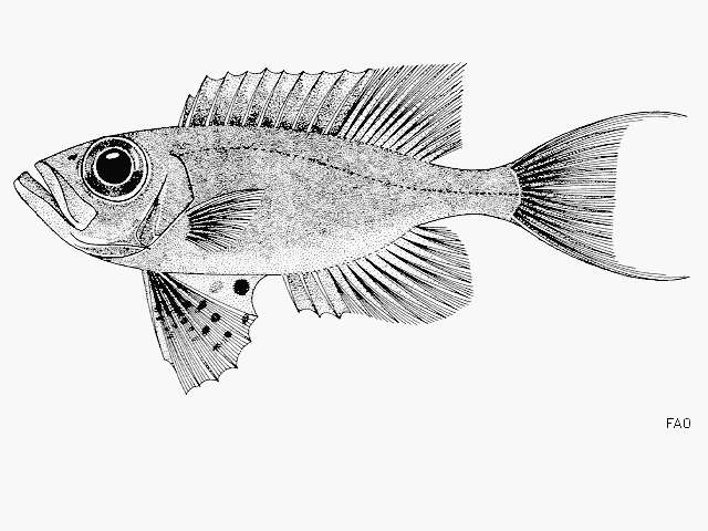 Image of Big-eye perch