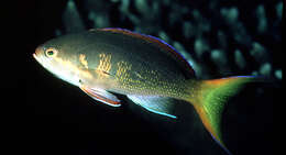 Image of Pseudanthias olivaceus (Randall & McCosker 1982)