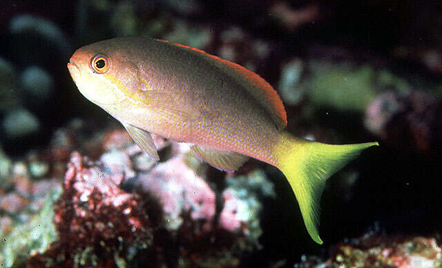 Image of Pseudanthias olivaceus (Randall & McCosker 1982)