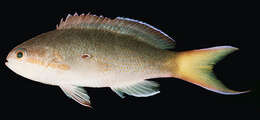 Image of Pseudanthias olivaceus (Randall & McCosker 1982)